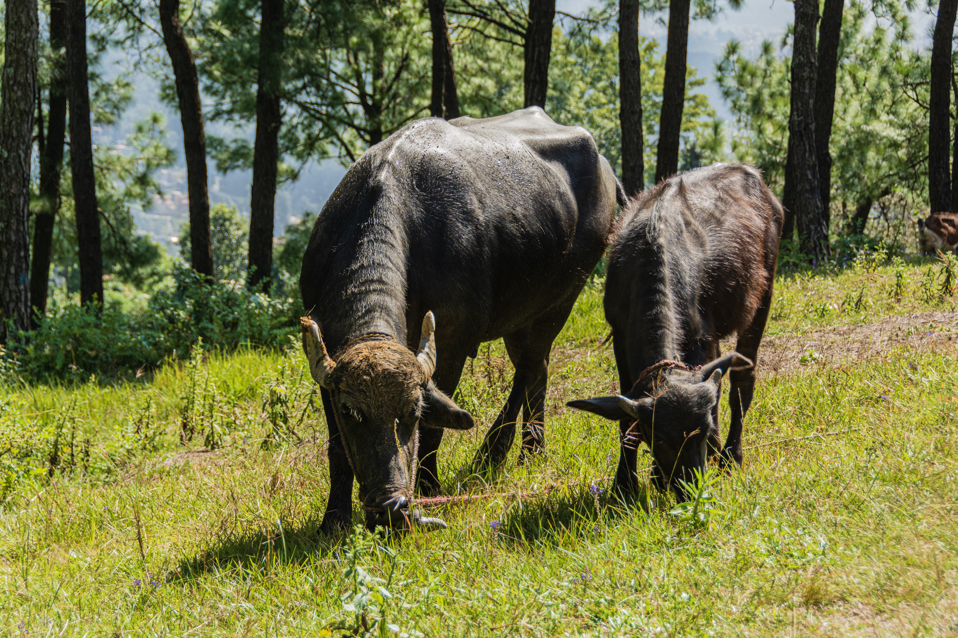 Kathmandu Shivapuri National Park